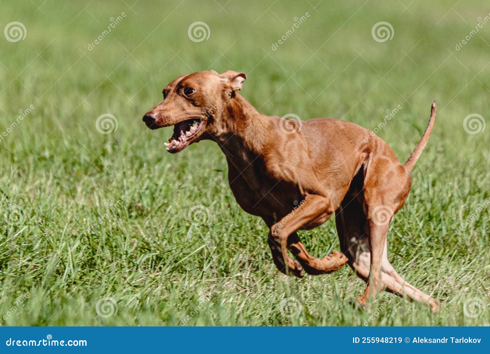 cirnecoÃÂ dell etna dog running fast and chasing lure across green field at dog racing competion